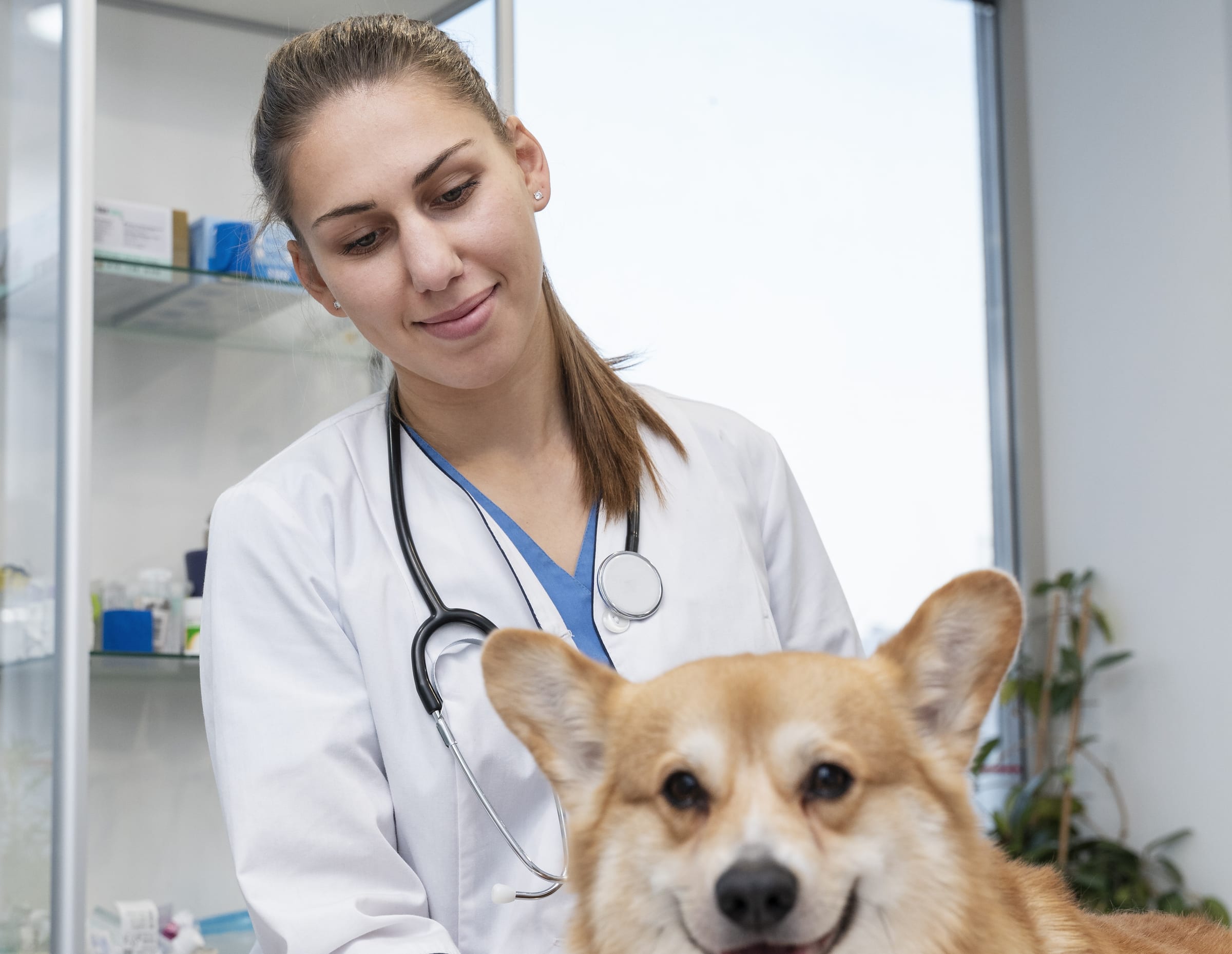 Veterinária cuidando de um cão sobre a mesa de atendimento