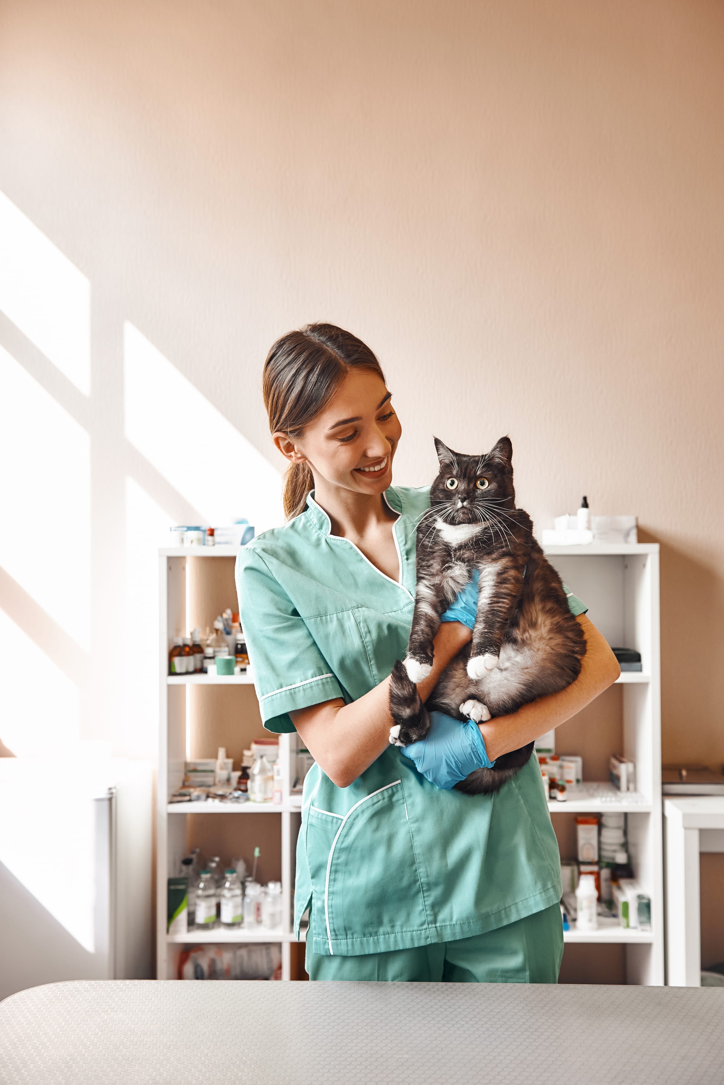 Veterinária segurando um gato no colo durante o atendimento