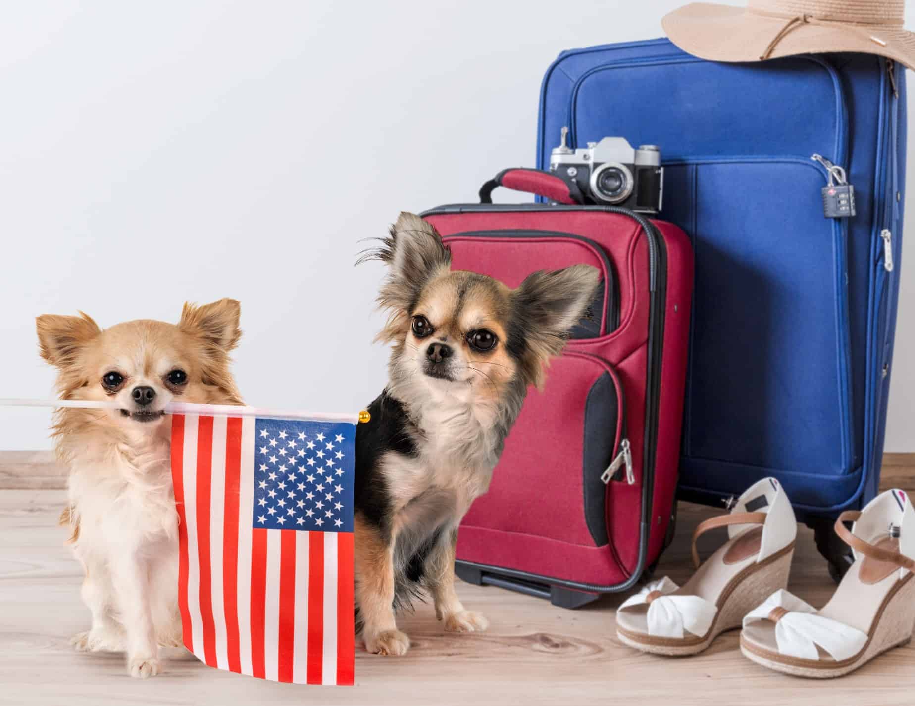 Cachorros com bandeira dos EUA e malas de viagem