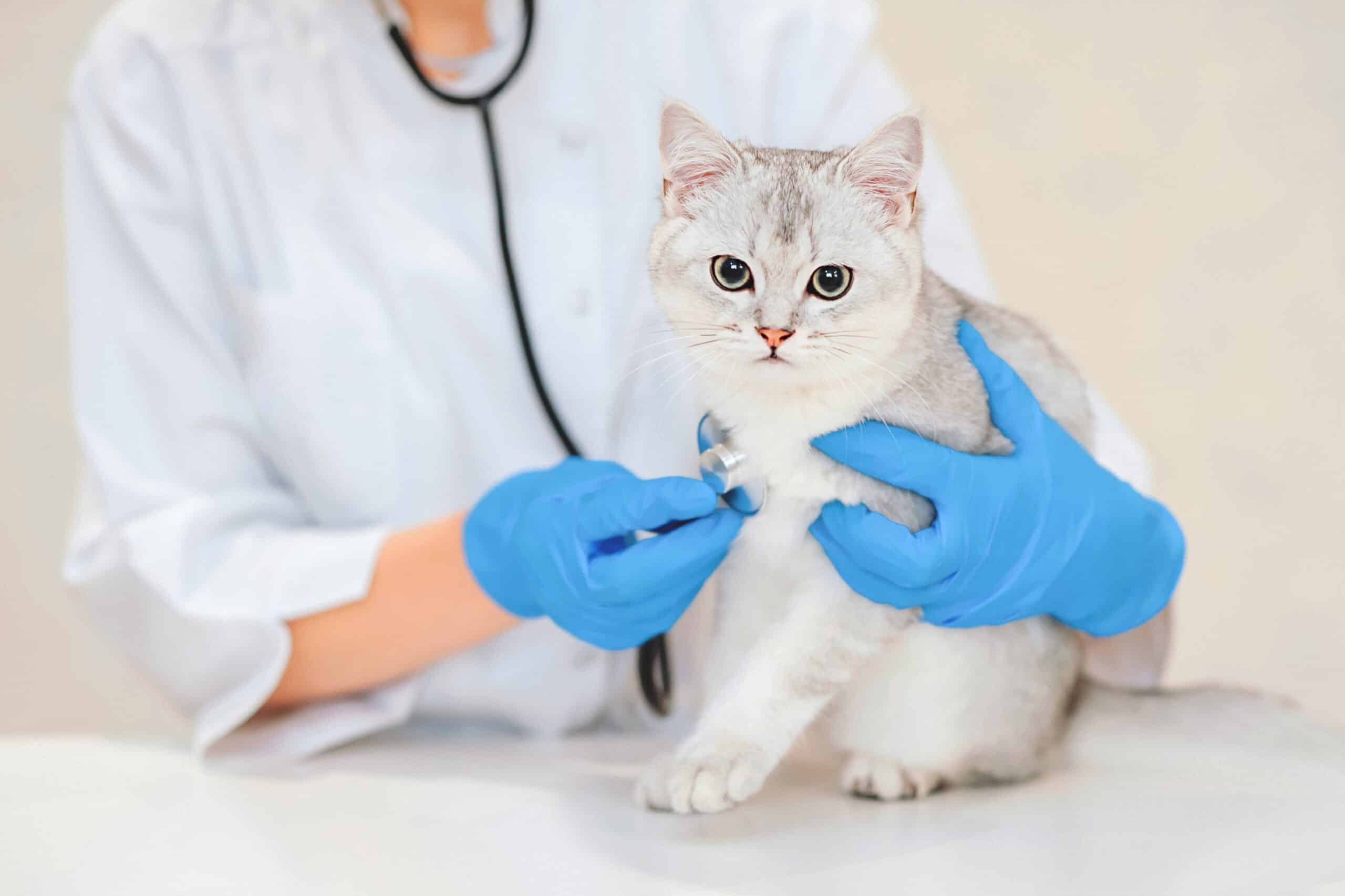 Veterinário ouvindo peito de gato com estetoscópio.