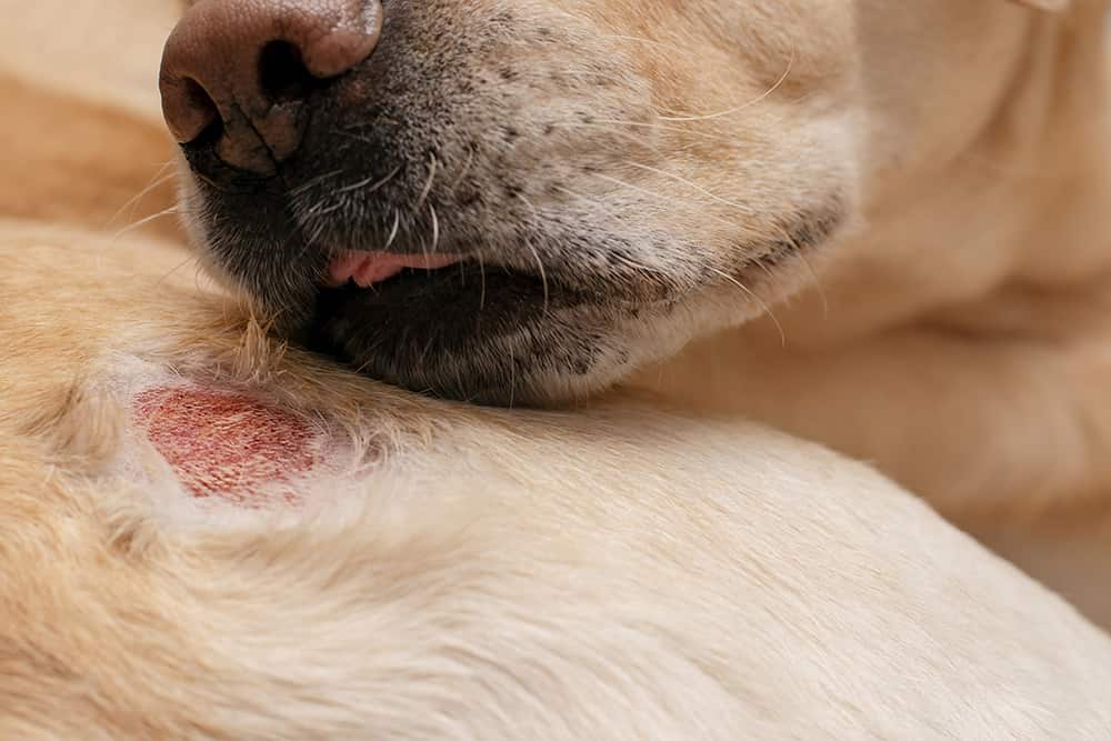 Cão com ferimento na pele se lambendo.