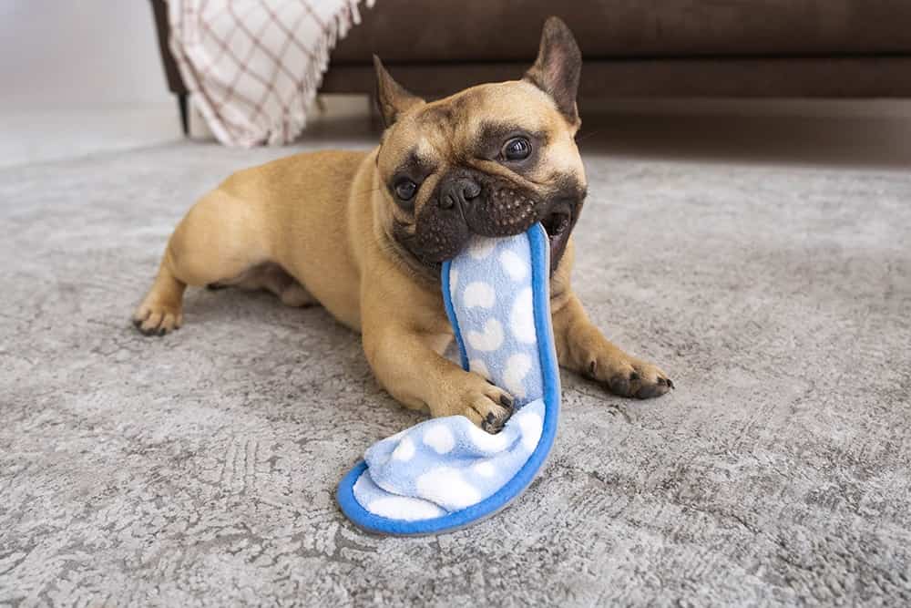 Cachorro comendo uma pantufa