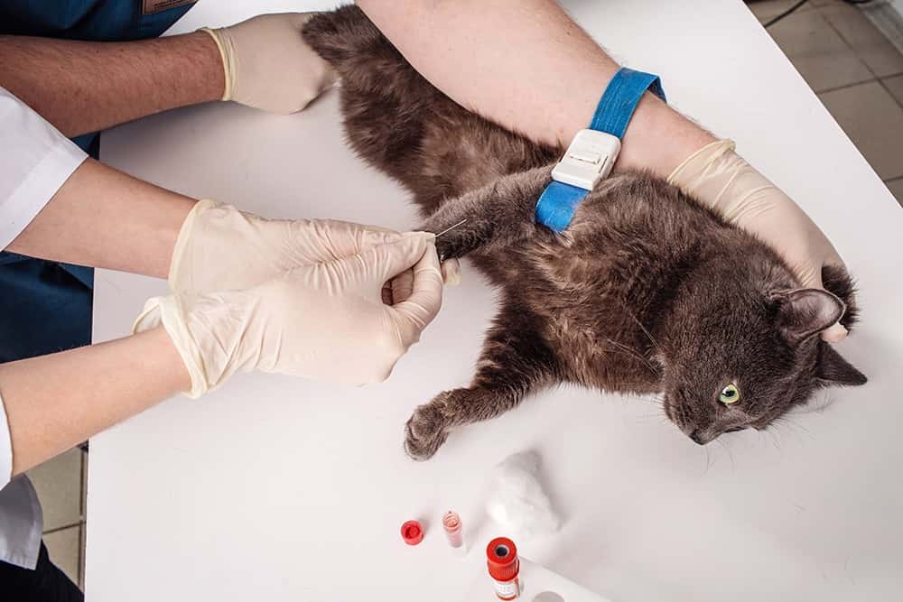 Gato tendo sangue coletado por veterinário para exame hematologia