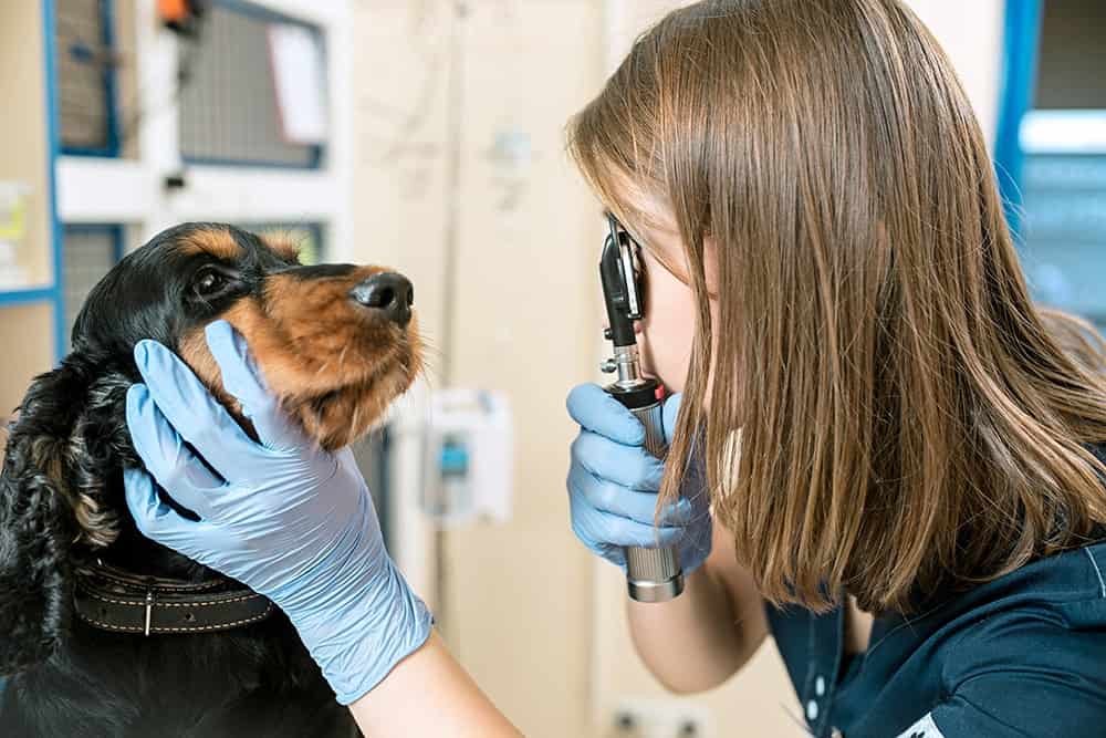 Oftamologista veterinário examinado cahorro