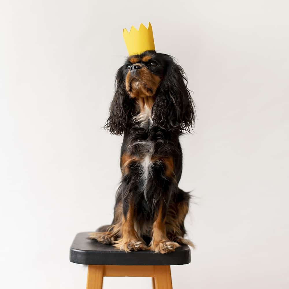 Cachorro sentado em banco usando coroazinha de papel