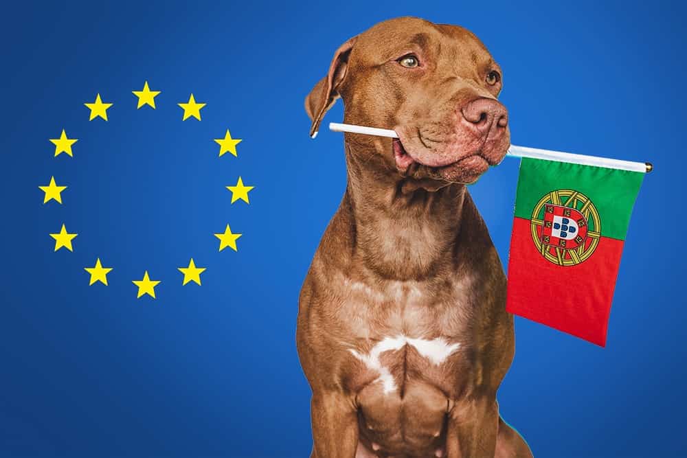 Cachorro segurando bandeira de portugal com a boca. Bandeira da união européia no fundo