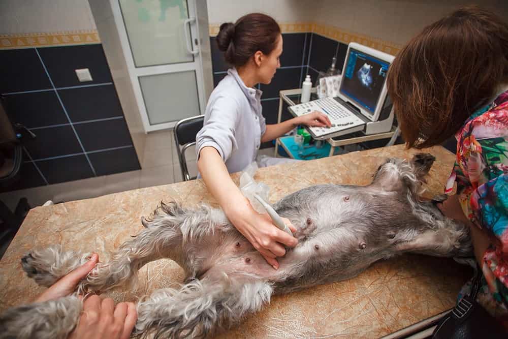 Veterinário realizando ultrassonografia em cachorro