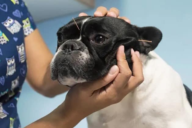 Cachorro com agulhas de acupuntura na cabeça